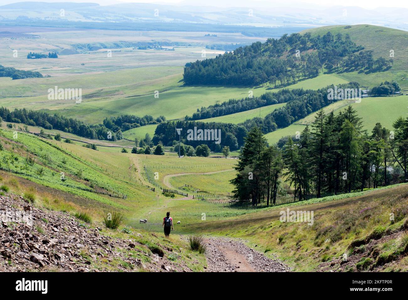 Escursionista camminando tra colline verdi e dolci in una giornata di sole Foto Stock