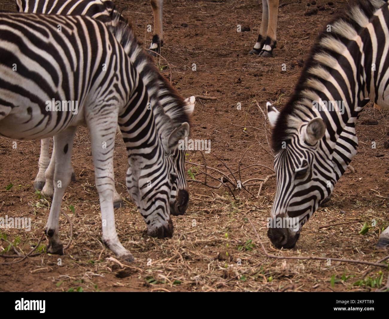 Le tre zebre mangiano erba nella riserva di Bandia, Senegal. Foto Stock