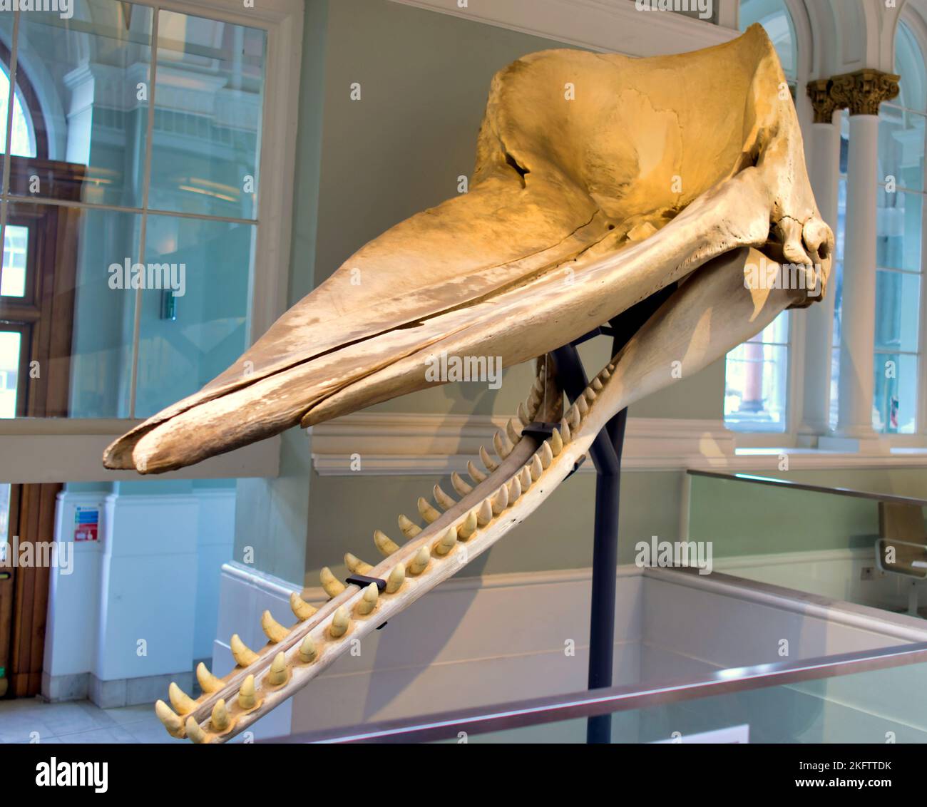 Cranio di una balena spermatica nel National Museum of Scotland, Chambers St, Edinburgh EH1 1JF Foto Stock