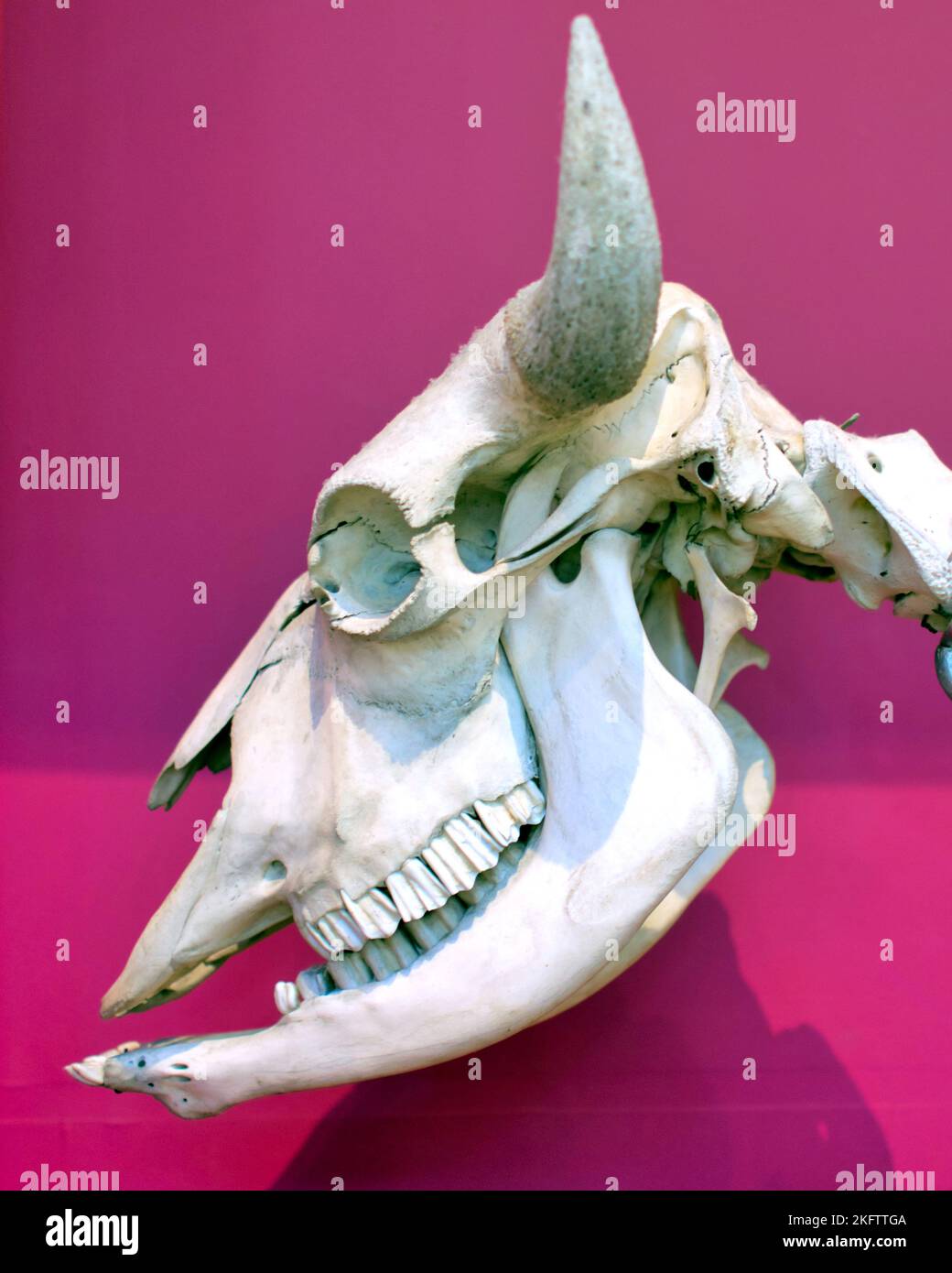 Scheletro del cranio animale Museo Nazionale della Scozia, Chambers St, Edimburgo EH1 1JF Foto Stock