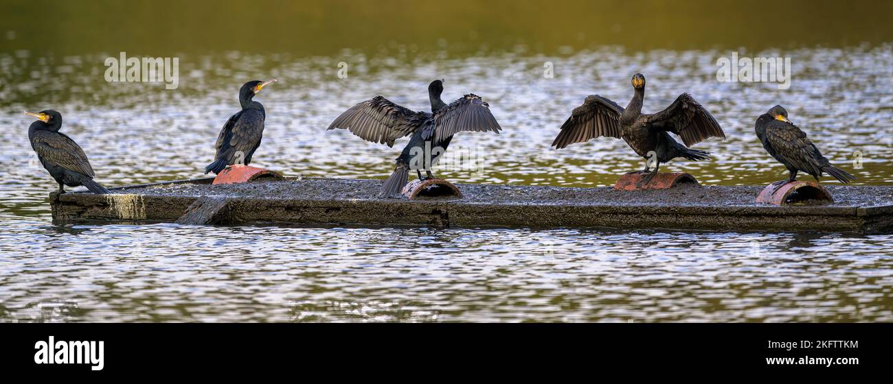 I cormorani (Phalacrocorax carbo) asciugano le ali su un pontile nel mezzo di un lago nel Kent, Inghilterra. Foto Stock