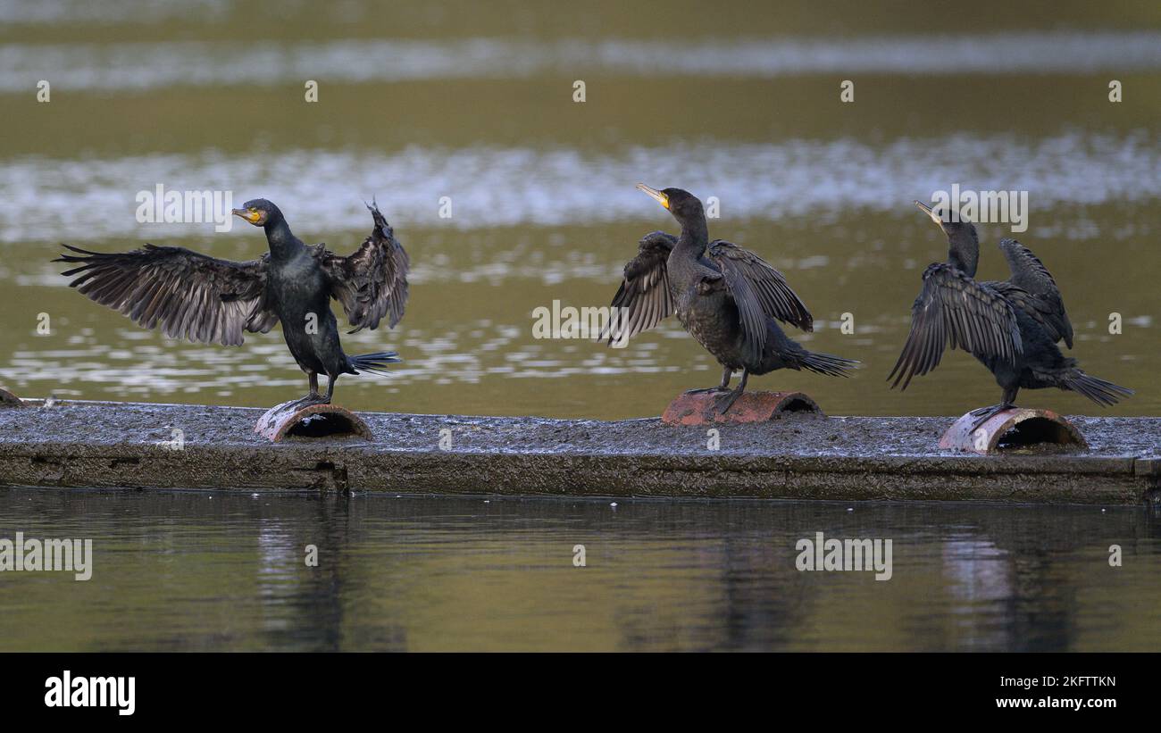 I cormorani (Phalacrocorax carbo) asciugano le ali su un pontile nel mezzo di un lago nel Kent, Inghilterra. Foto Stock