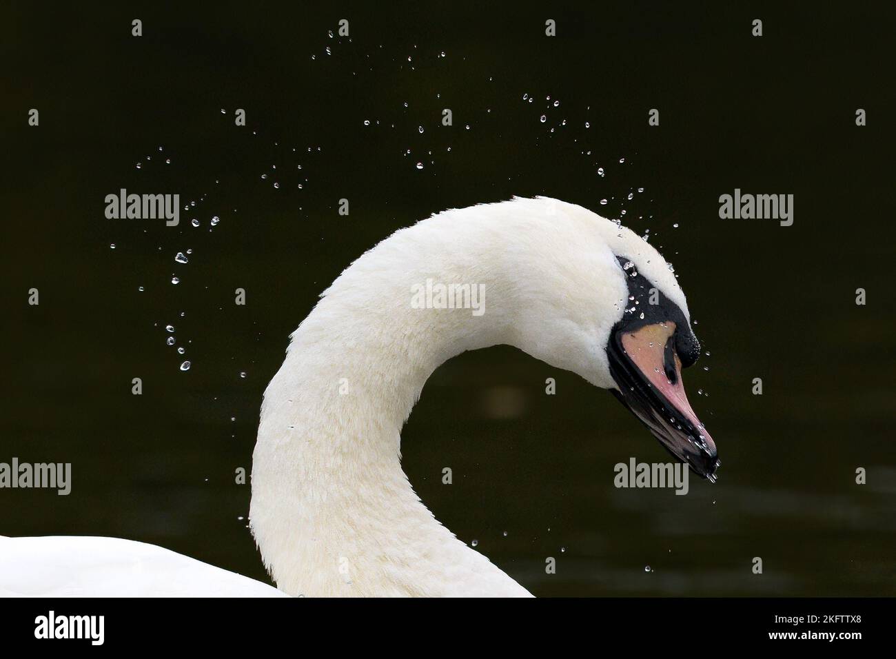 Le gocce d'acqua spinnano la testa di un cigno muto mentre si scuote asciutto. Foto Stock