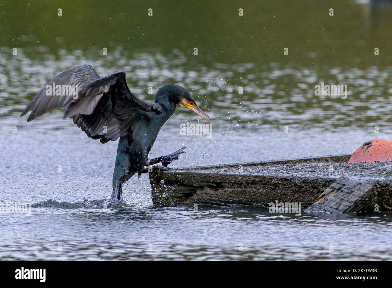 Un grande cormorano (Phalacrocorax carbo) salta fuori dall'acqua su un pontile su un lago Foto Stock