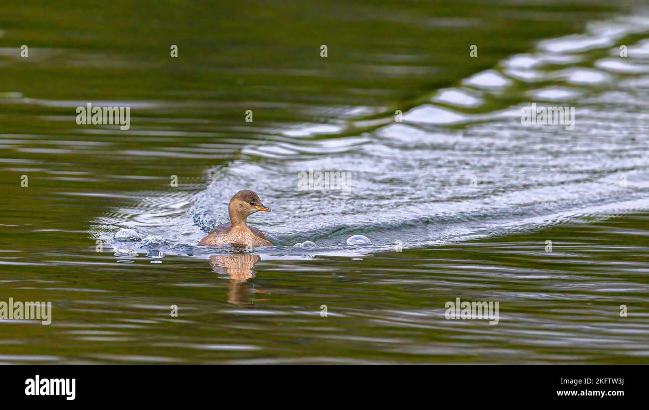 Un po' di Grebe (tachibaptus ruficollis) lascia dietro di sé una scia argentea di increspature che si addossano a un lago scuro. Foto Stock