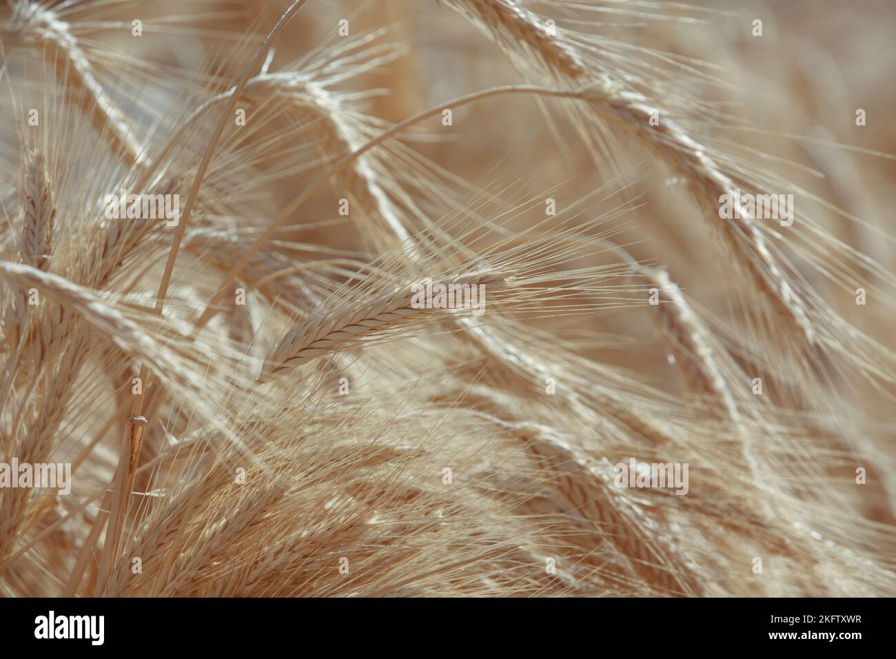 Grano. Spighe dorate di grano. Primo piano di un orecchio maturo di grano, un campo di grano in un giorno estivo. Periodo di raccolta di raccolti Foto Stock