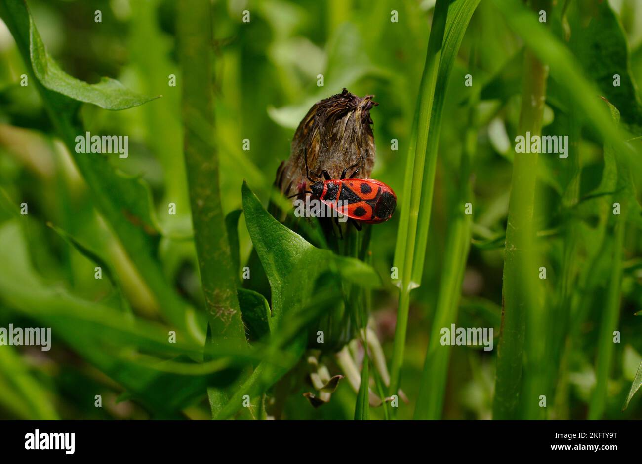 Bug di Beetle Soldier, bug rosso senza alette, bug di capra, bug rosso, apterus di Pyrhocoris su erba verde Foto Stock