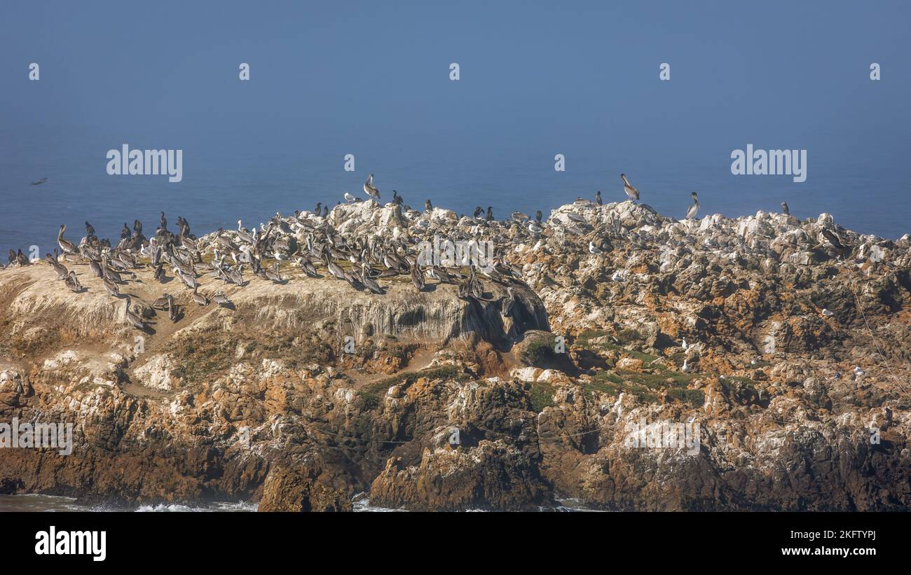 Una roccia costiera piena di pellicani marroni nell'oceano pacifico settentrionale, lungo l'autostrada 1 della California Foto Stock