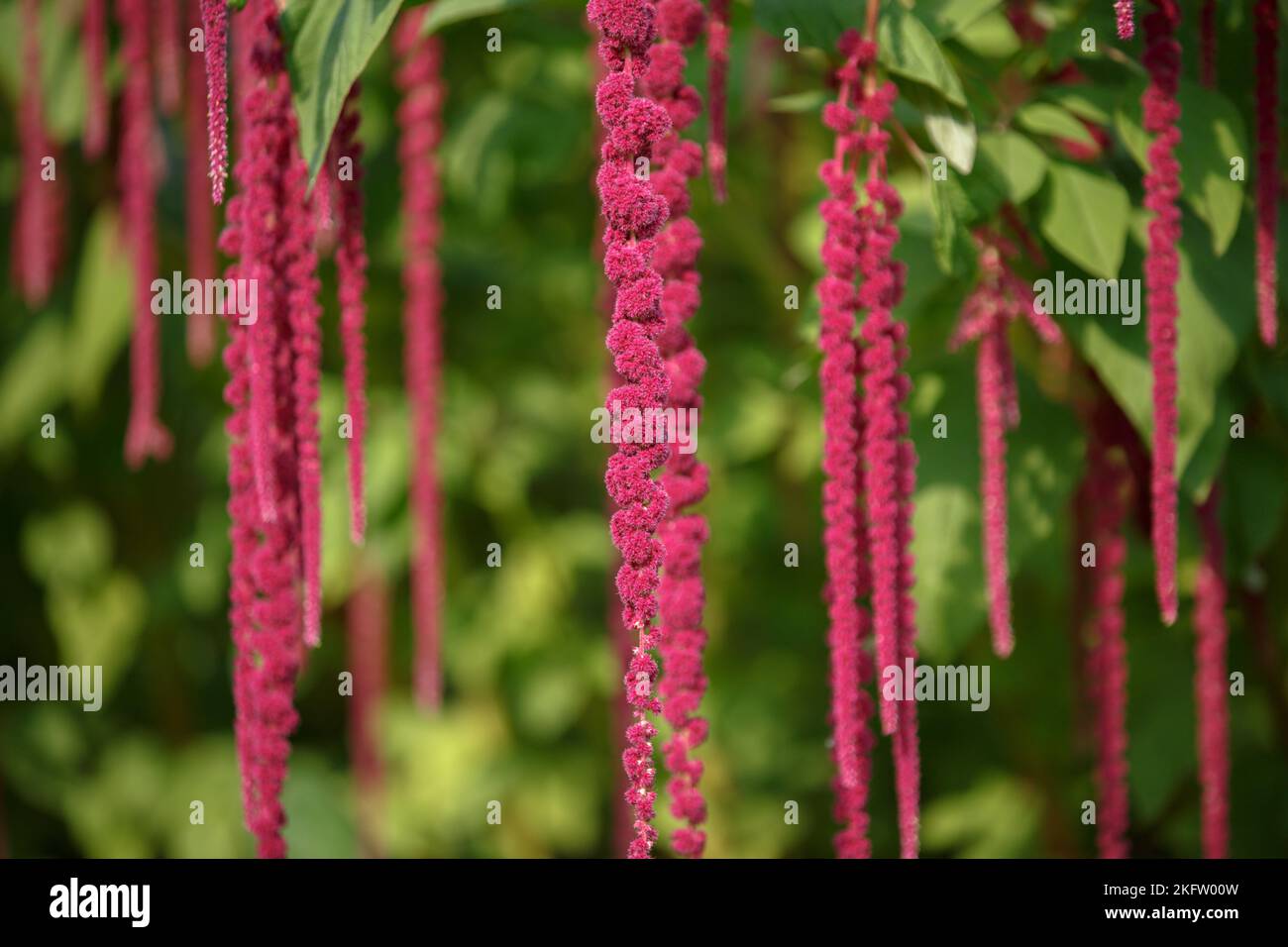 Amaranthus caudatus fiore. Fiori rossi lunghi. Decorazioni insolite piante viola rosso in giardino. Lunghe nappine di fiori di coda di cavallo cremisi Foto Stock