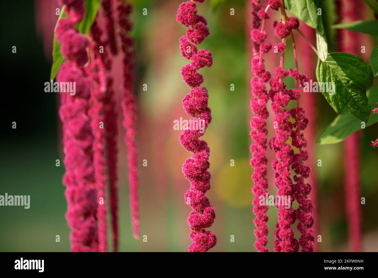 Amaranthus caudatus. Fiori rossi lunghi. Decorazioni insolite piante viola rosso in giardino. Lunghe nappine di fiori di coda di cavallo cremisi Foto Stock