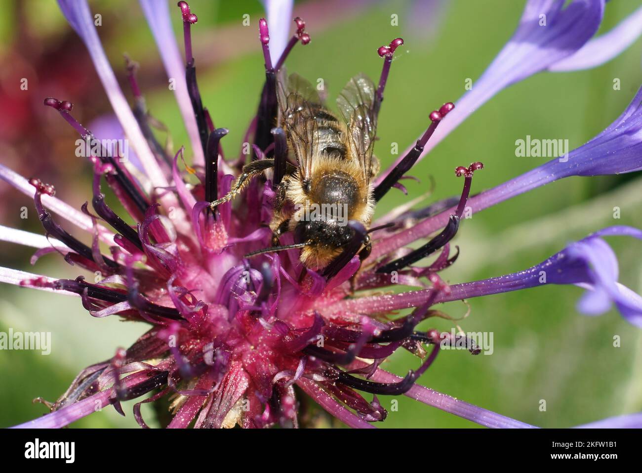 Primo piano colorato naturale su un'ape femminile patchwork volant, Megachile centuncularis sui fiori blu Centaurea montana Foto Stock