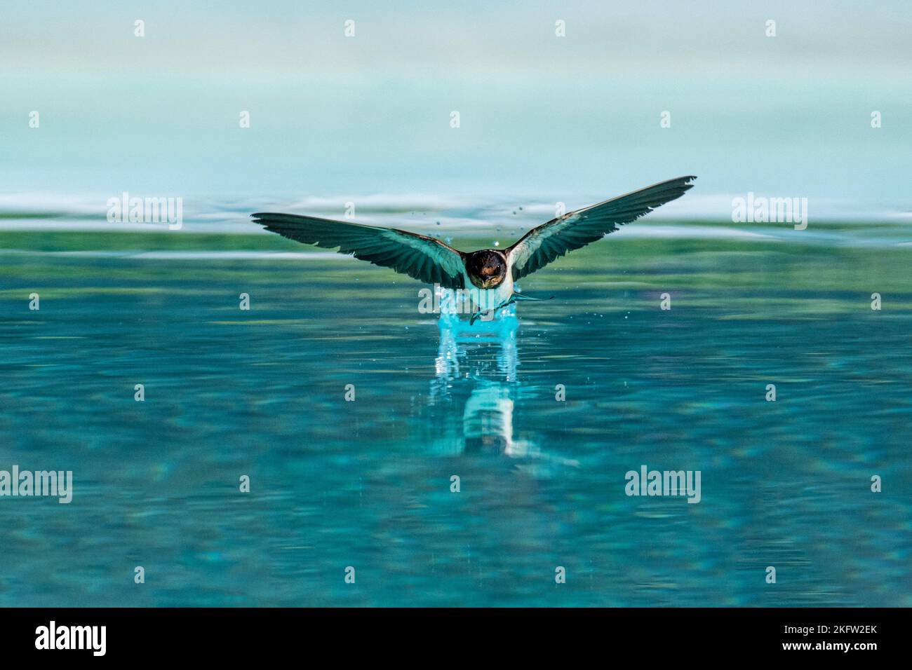 Una inghiottita si immerge in acqua per bere la mattina presto Foto Stock