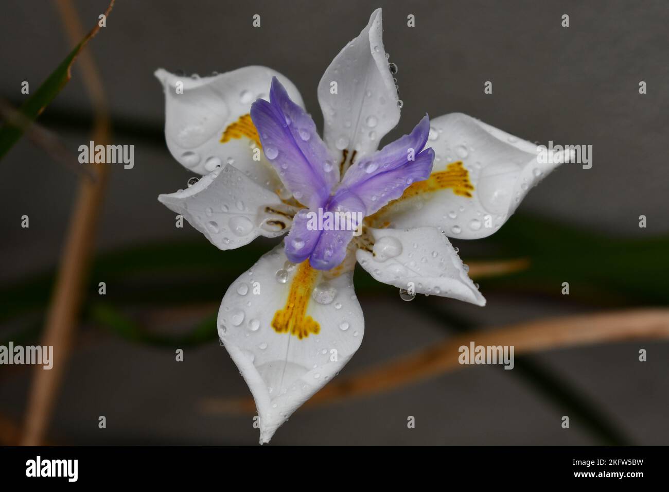 Dietes o African Iris/Butterfly Iris/Fortnight Lily decorato da gocce di pioggia assomiglia a un diamante in Armidale, NSW, Australia Foto Stock
