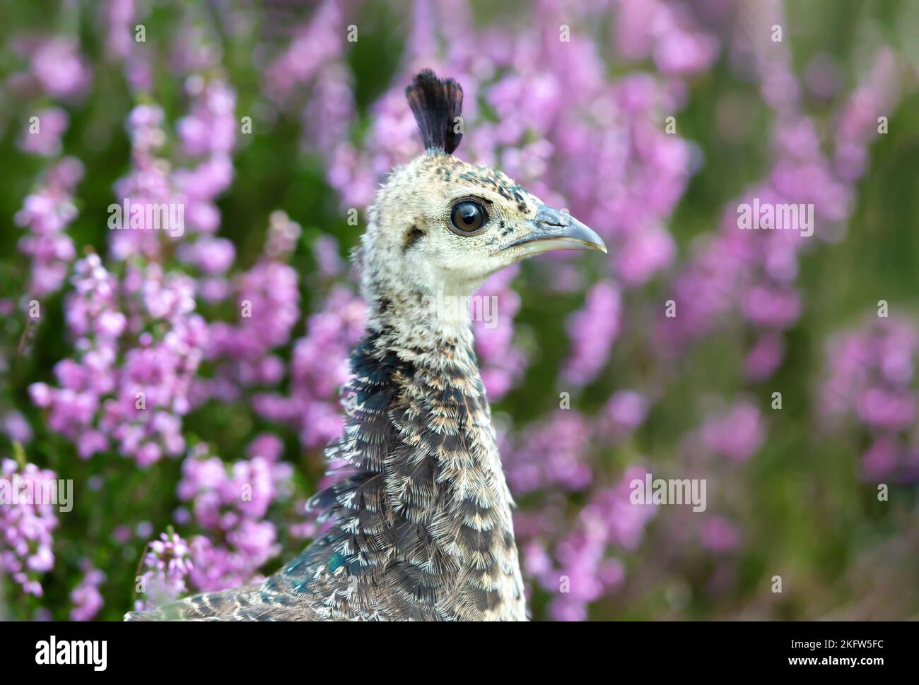 Primo piano di un Peachick in erica rosa, Regno Unito. Foto Stock