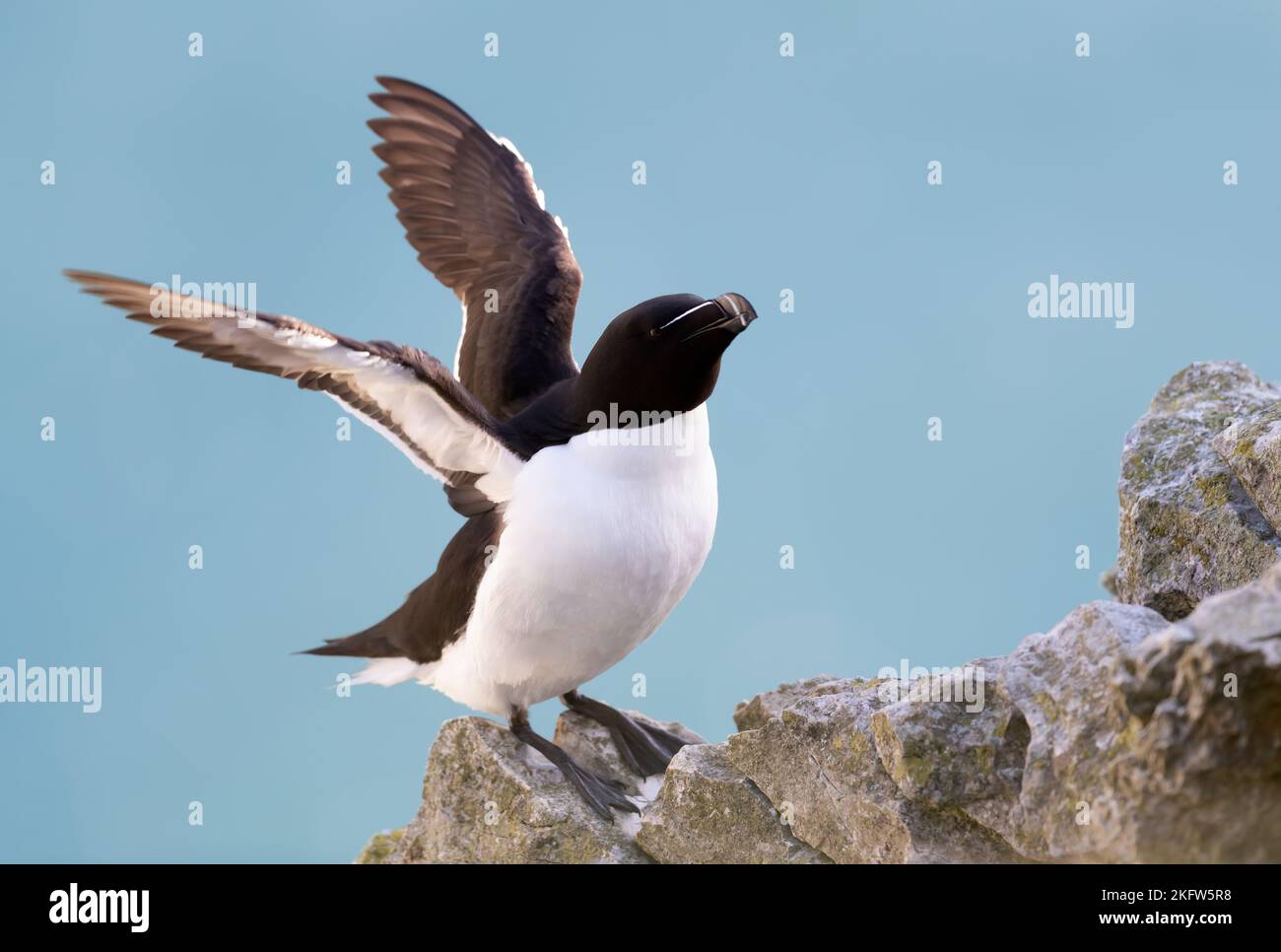 Primo piano di una Razorbill con ali aperte su sfondo blu chiaro, Bempton, Regno Unito. Foto Stock