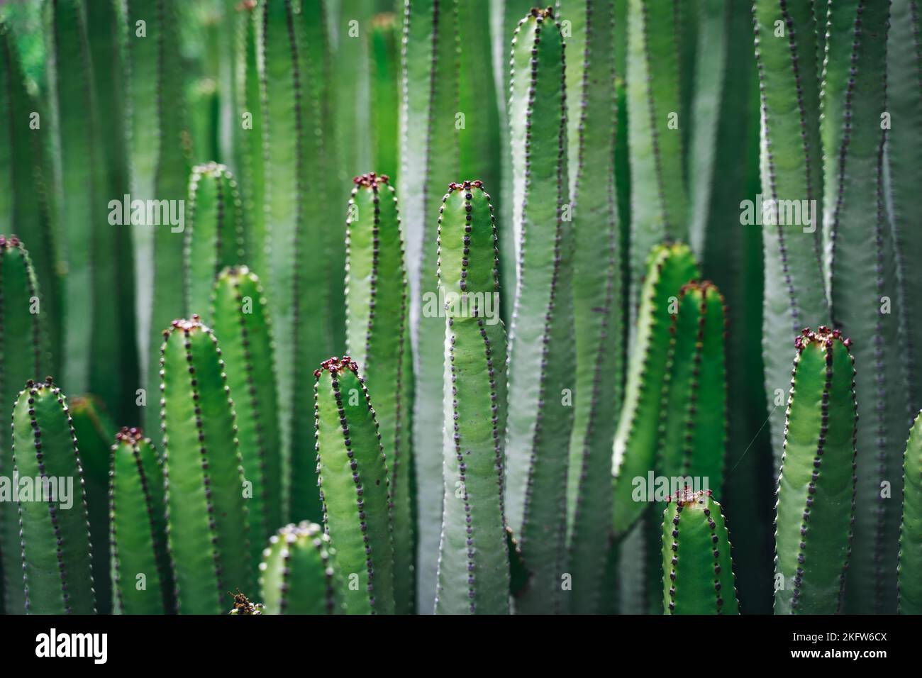 Primo piano, macchia macro di cactus euphorbia canariensis. Rami perfettamente dritti di una peyote pianta sempreverde. Immagini dettagliate di alta qualità. Endemico Foto Stock