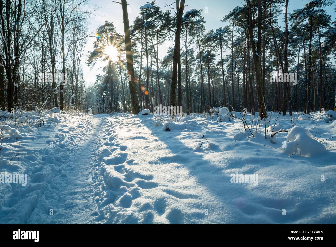 Un sentiero verso il sole in una foresta innevata, giorno d'inverno Foto Stock