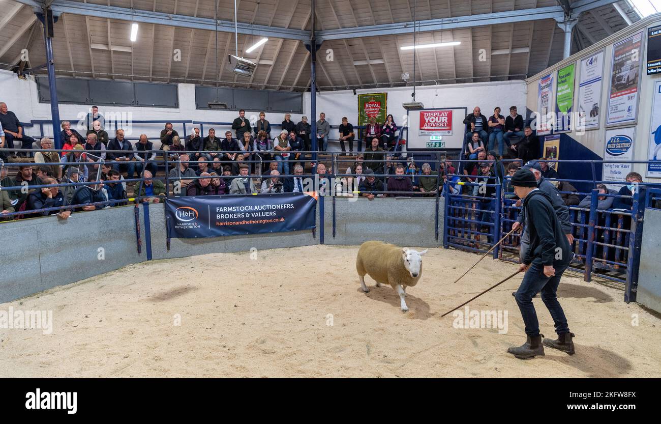 Vendita di Hill Cheviot al Lockerbie asta Mart, settembre 2021. Foto Stock