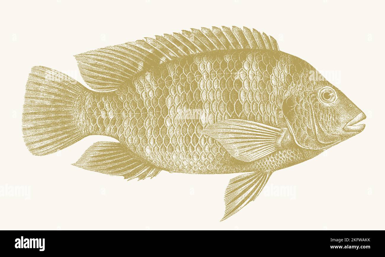 Redbelly tilapia coptodon zillii, pesci tropicali di acqua dolce in vista laterale Illustrazione Vettoriale