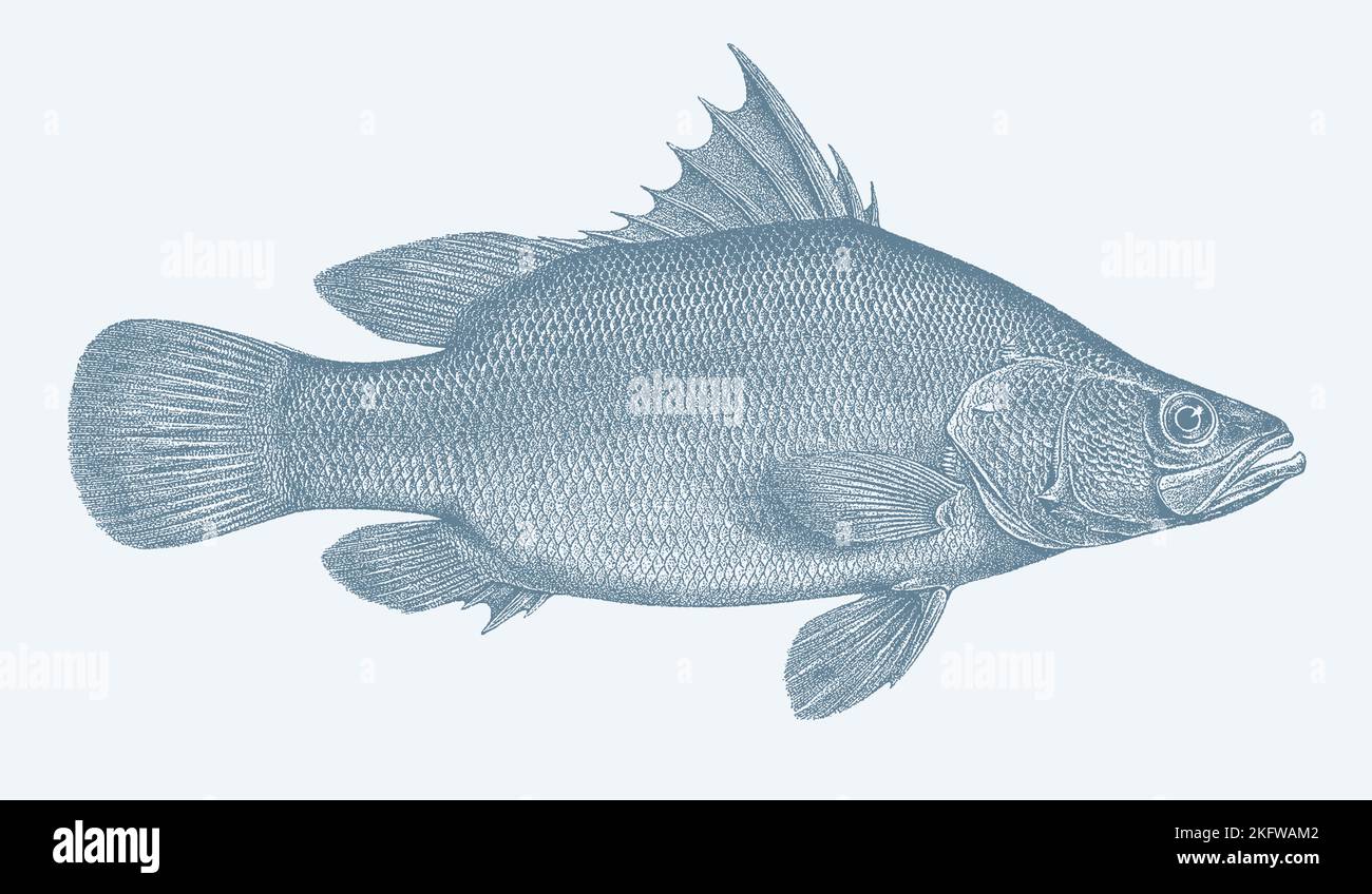 Il pesce persico del Nilo alloca niloticus, pesci tropicali di acqua dolce in vista laterale Illustrazione Vettoriale