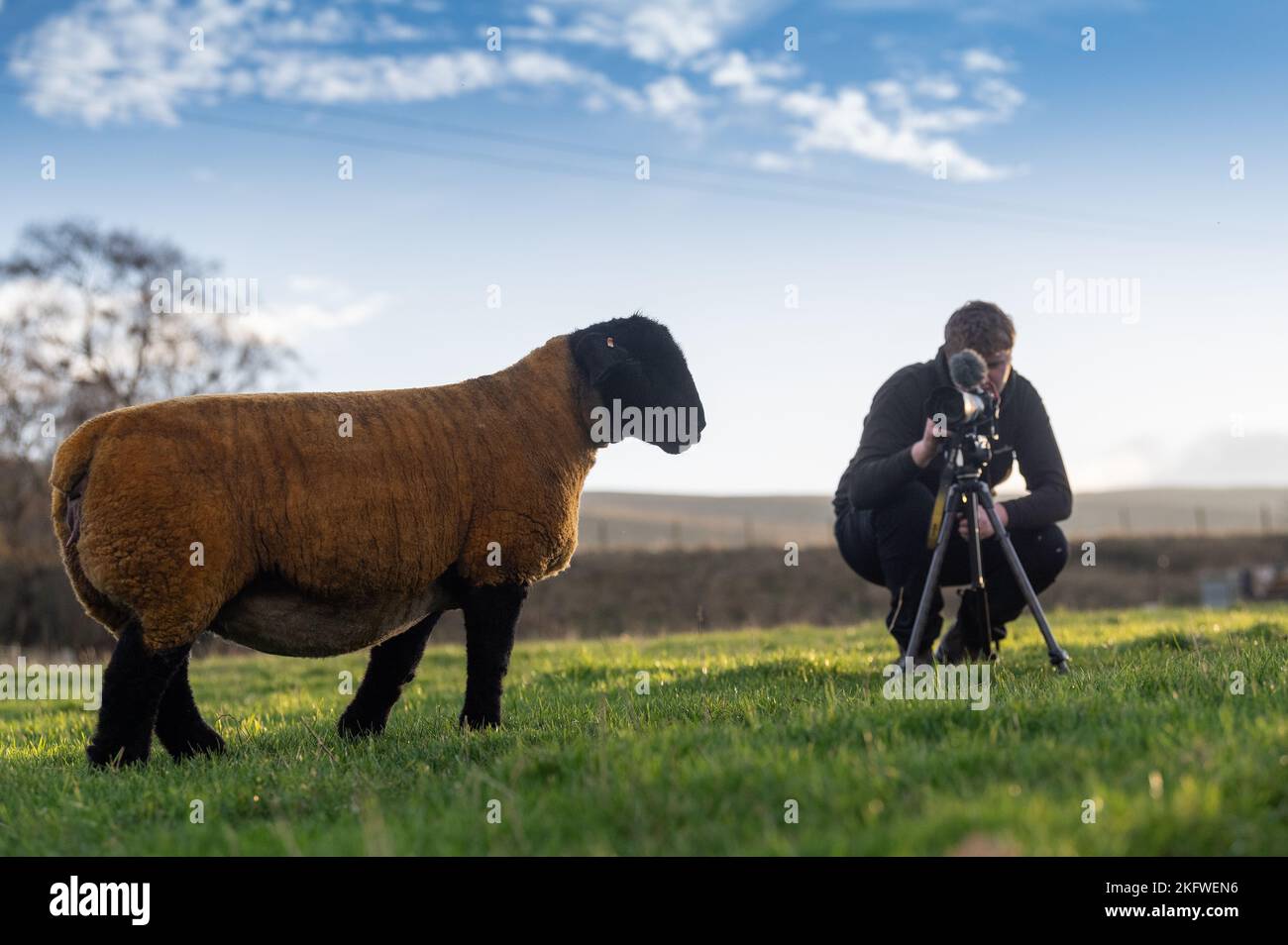 Fotografo che filma una pecora suffolk per la commercializzazione prima di una vendita, Cumbria, Regno Unito. Foto Stock