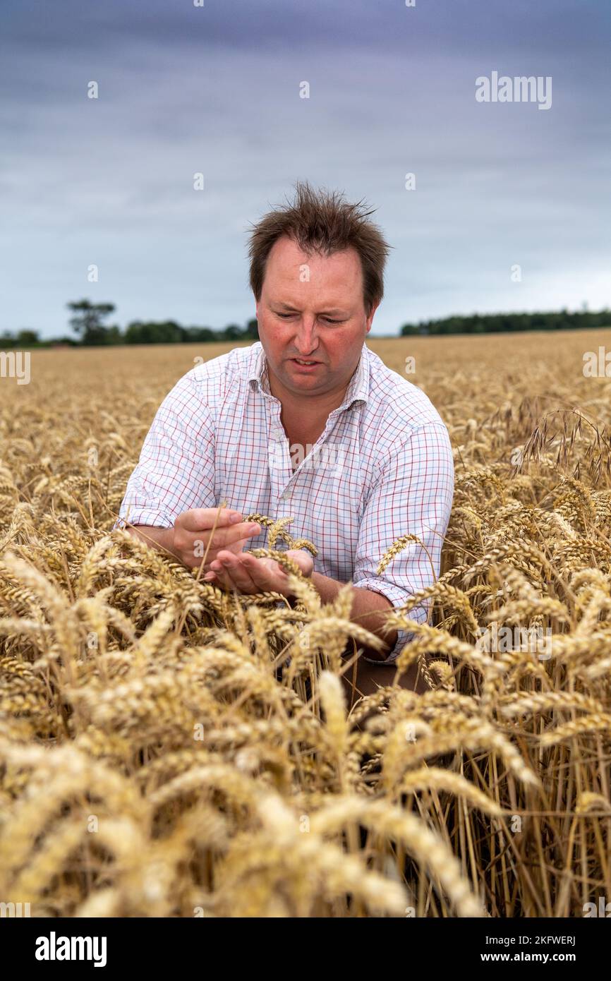 Agricoltore che controlla la crescita di un campo di grano, Northumberland, Regno Unito. Foto Stock