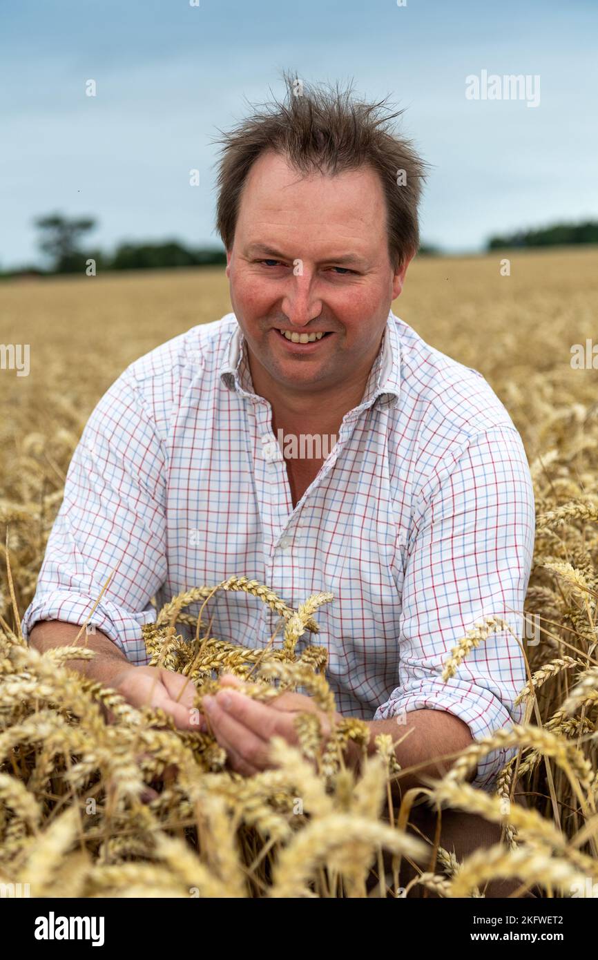 Agricoltore che controlla la crescita di un campo di grano, Northumberland, Regno Unito. Foto Stock