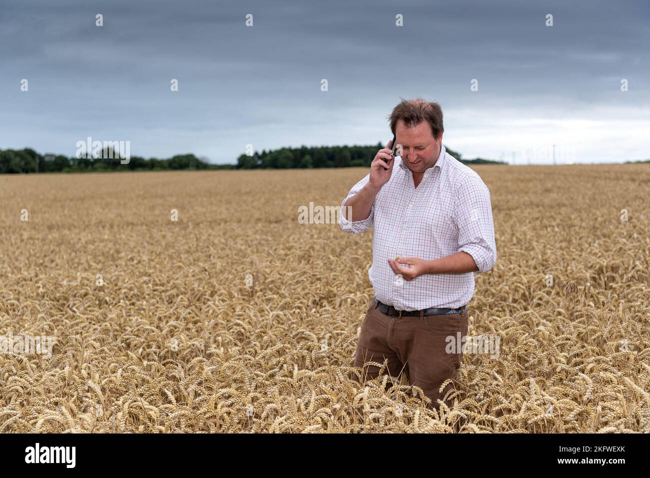 Coltivatore nel mezzo di cornfield sul suo cellulare, Northumberland, Regno Unito. Foto Stock