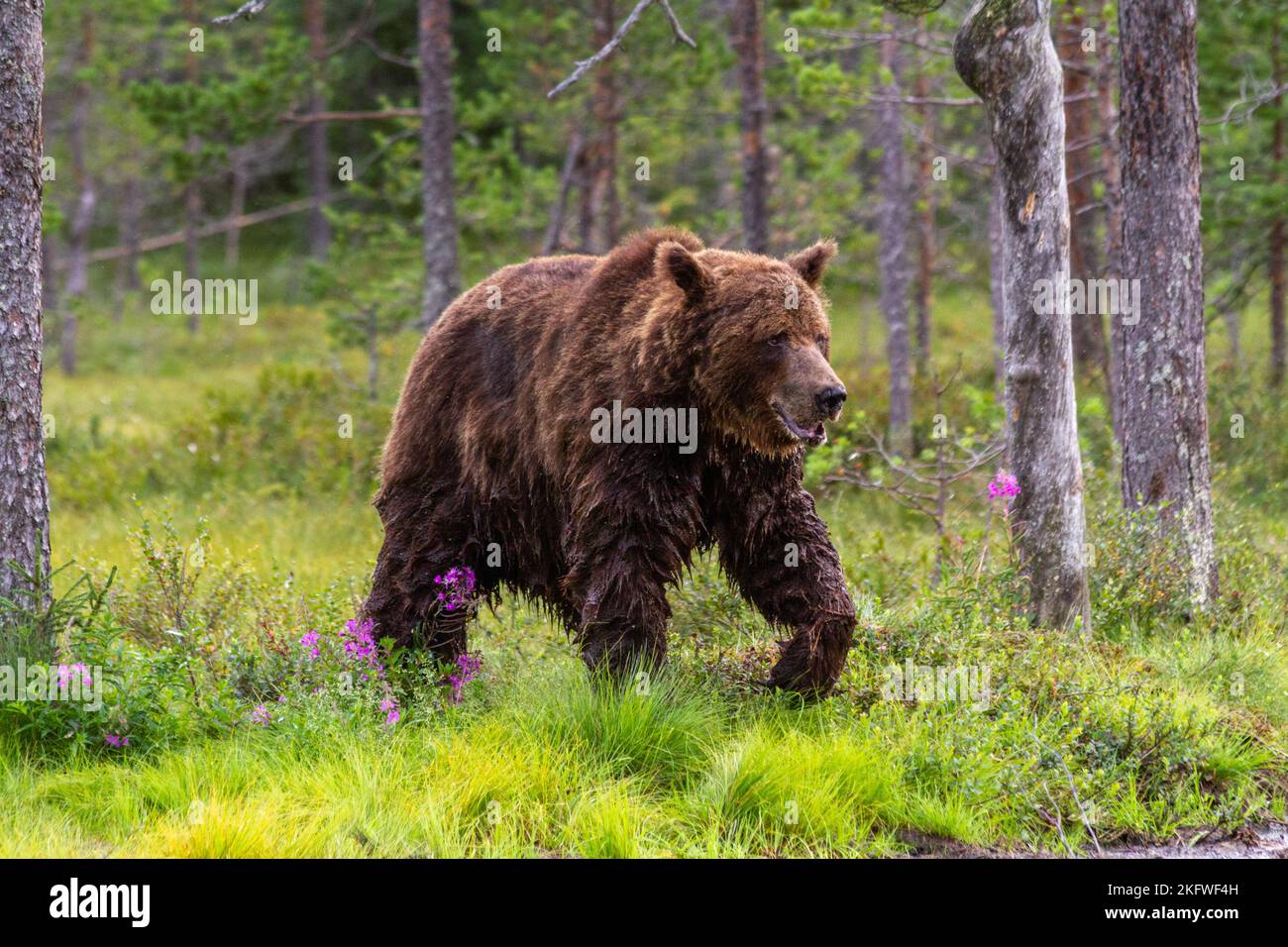 Un orso bruno maschio adulto (ursus arctos) che cammina i fiori colorati trrough nella foresta selvaggia Foto Stock