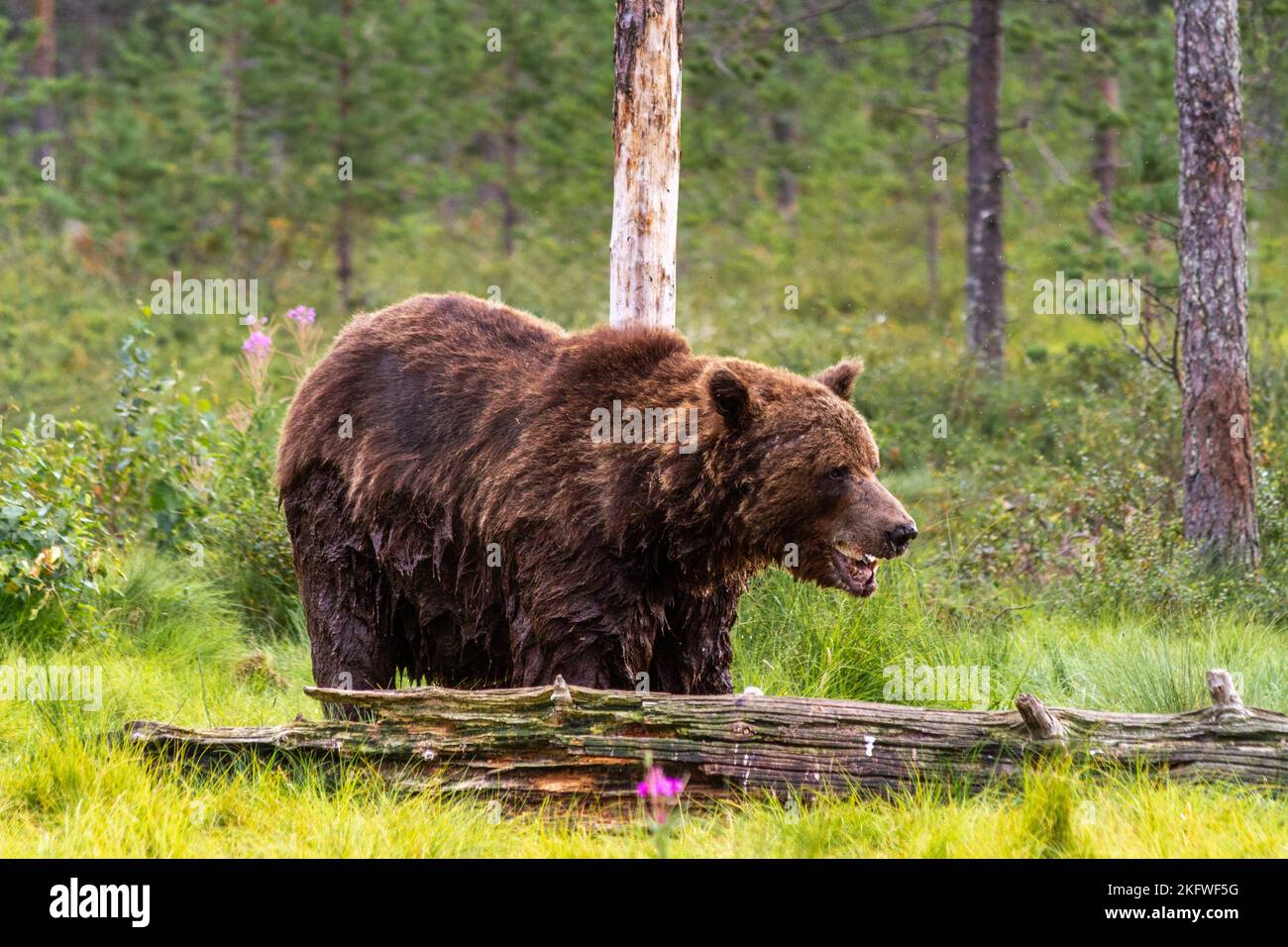Un orso bruno umido (ursus arctos) con una bocca aperta nel selvaggio vicino Kuhmo, Finlandia Foto Stock