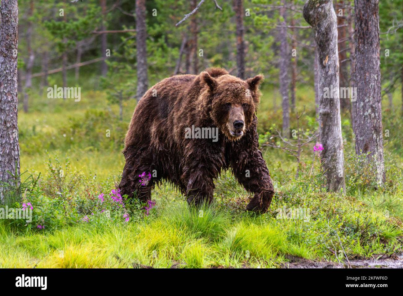 Un orso bruno (ursus arctos) che cammina nel selvaggio intorno ai fiori a Kuhmo, Finlandia orientale Foto Stock