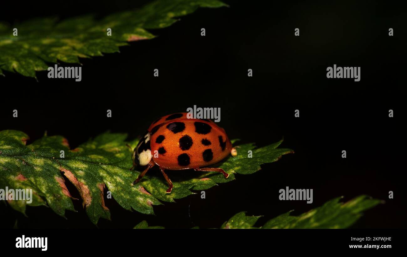 Primo piano di un coccinella asiatico isolato su una foglia verde Foto Stock