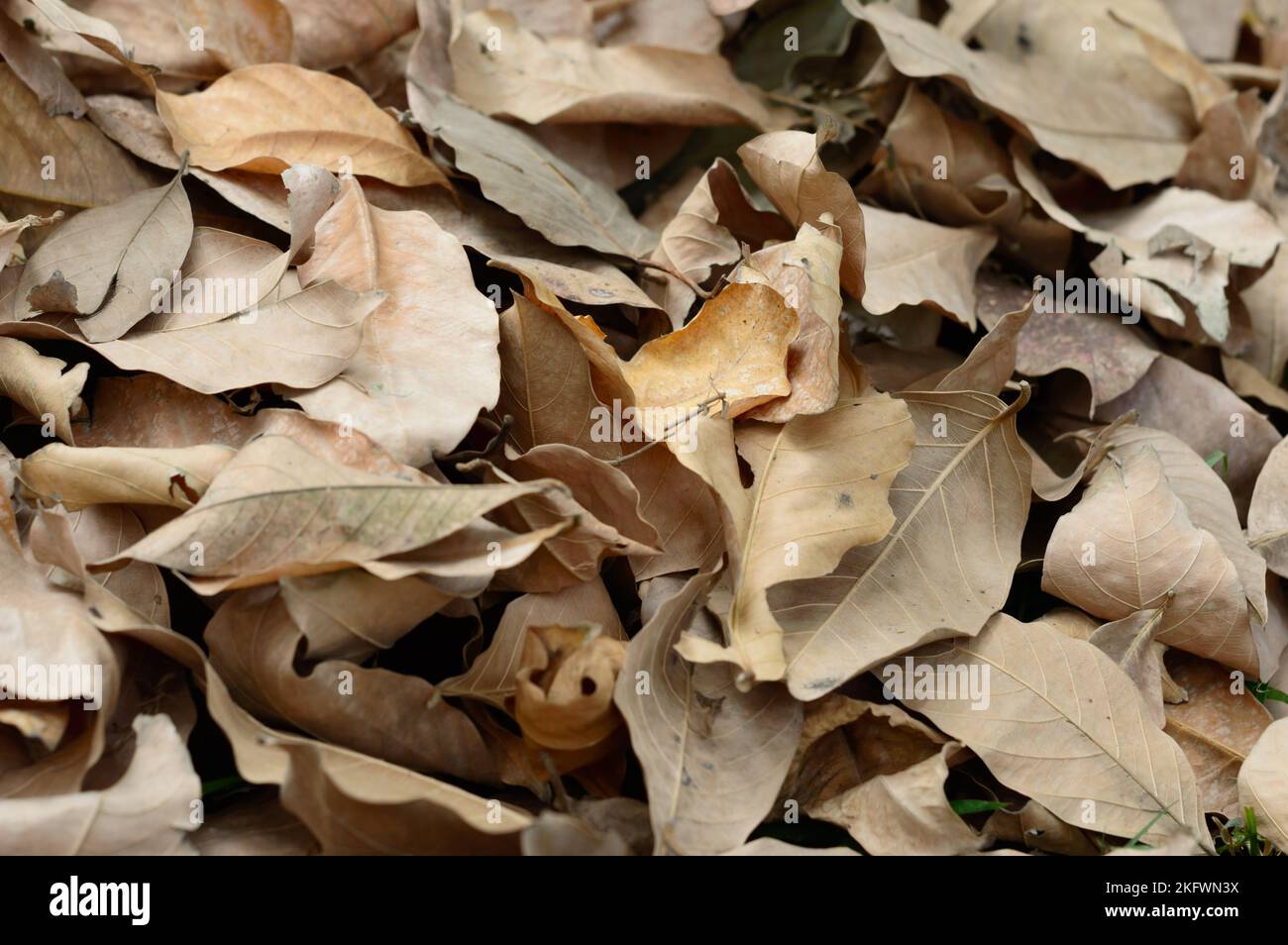 Foglie di scarto asciutte di fondo naturale di pianta essiccata morta. Full frame. Sfondi natura. Foto Stock