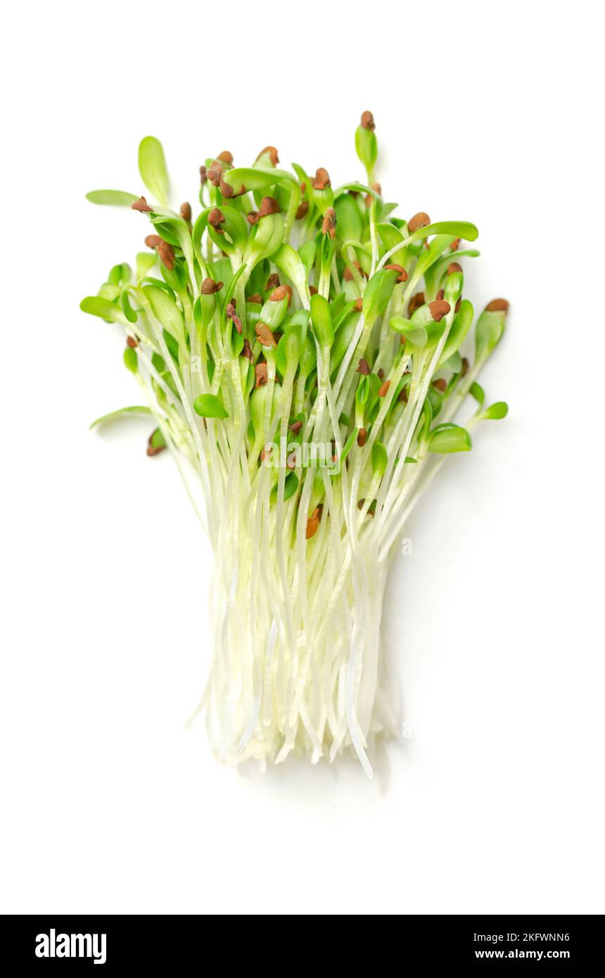Mazzo di erba medica. Piante di erba medica fresche e pronte da mangiare, germogli, cotiledoni e giovani piante di Medicago sativa. Foto Stock