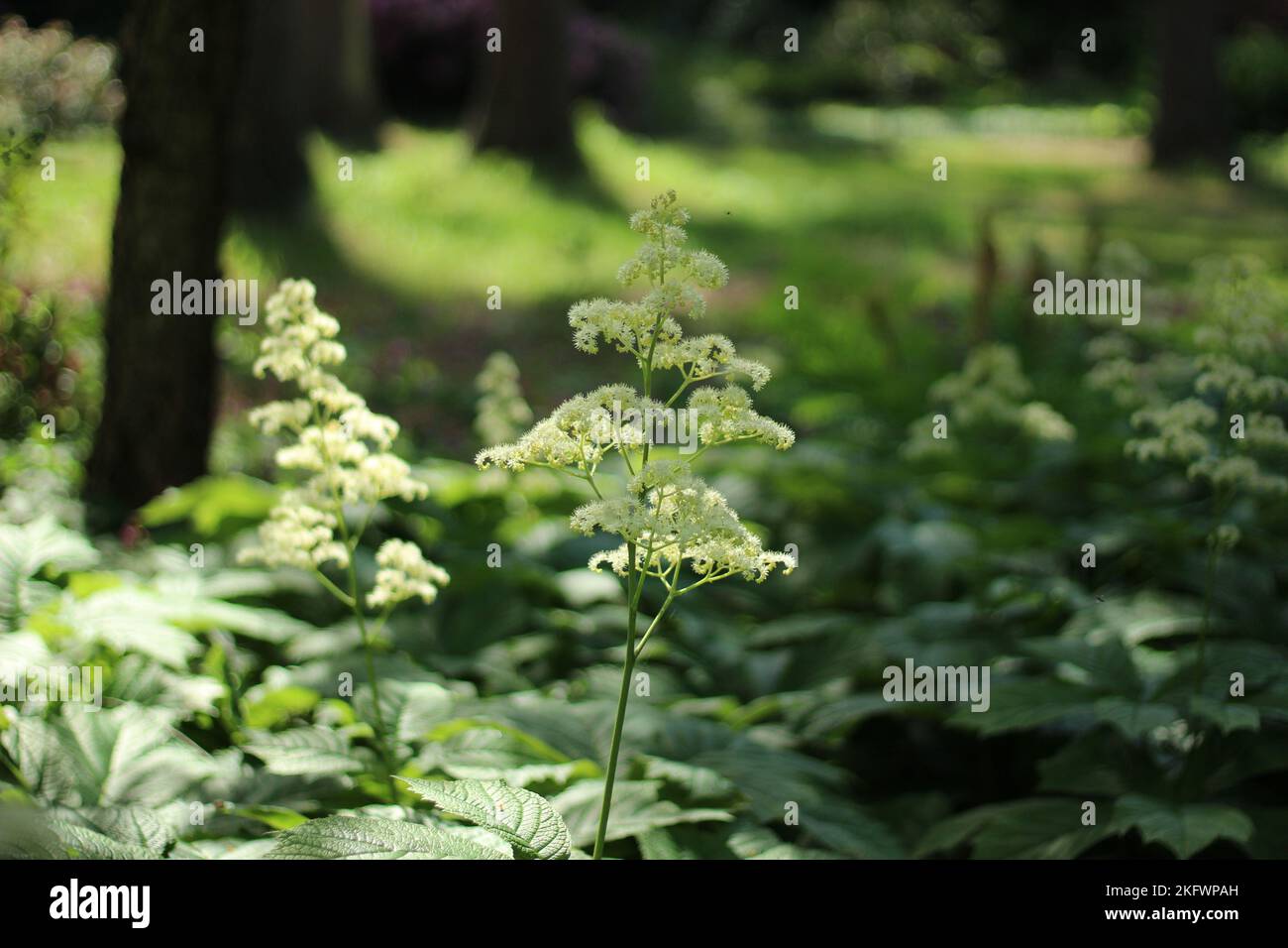 Rodgersia podophylla in ombra giardino Foto Stock
