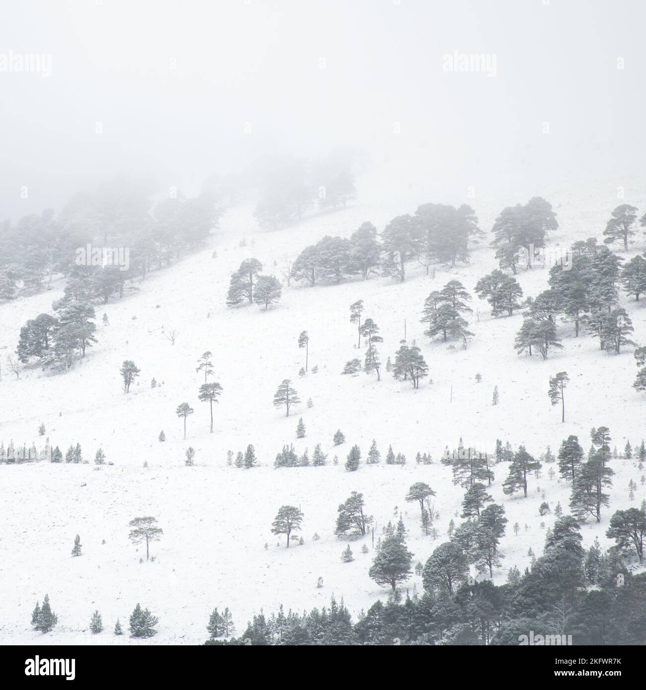 Una giornata innevata sulla linea degli alberi di montagna, Cairngorms National Park, Scozia. Foto Stock