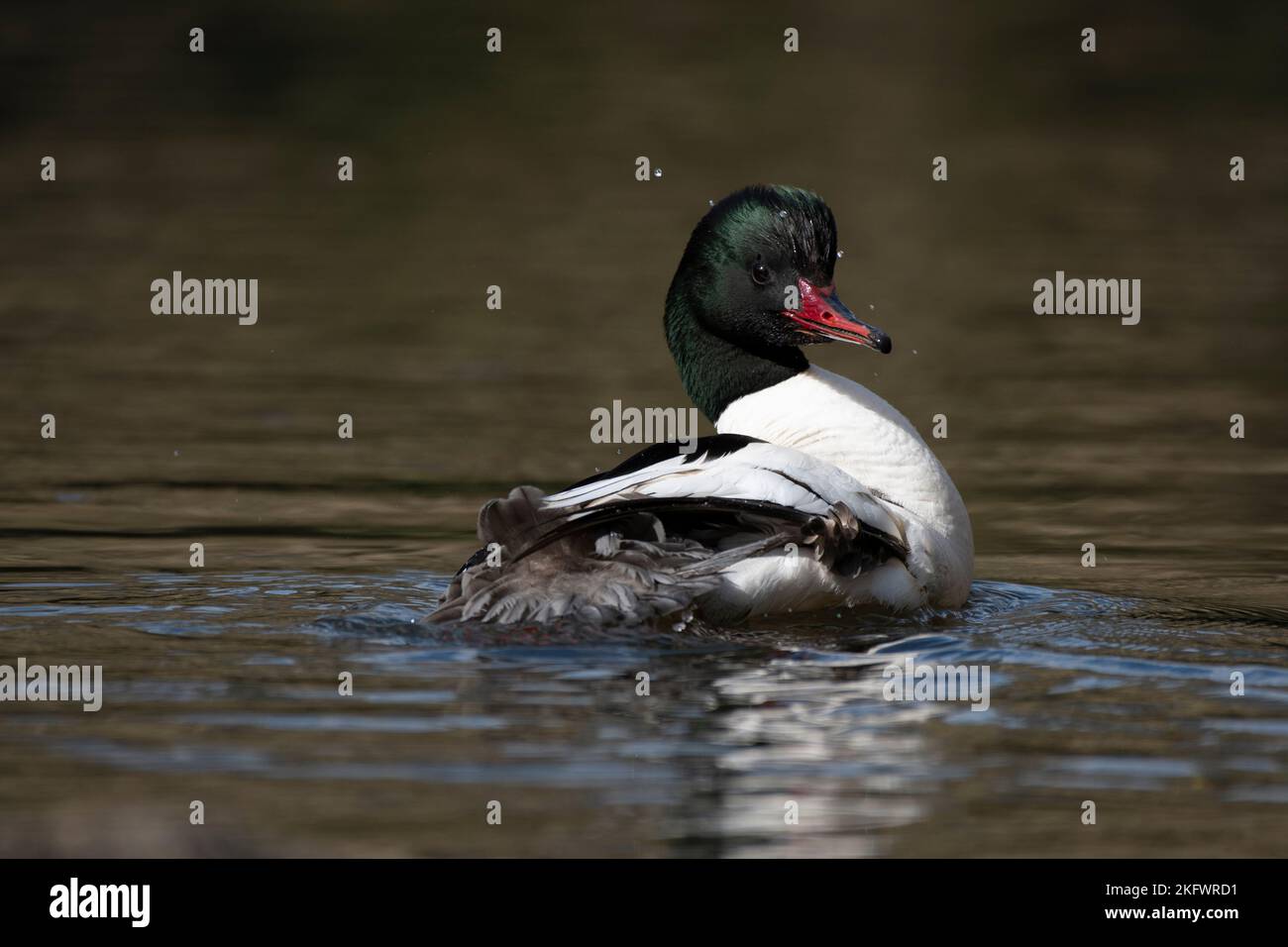 maschio goosander nuotare lungo il fiume Foto Stock