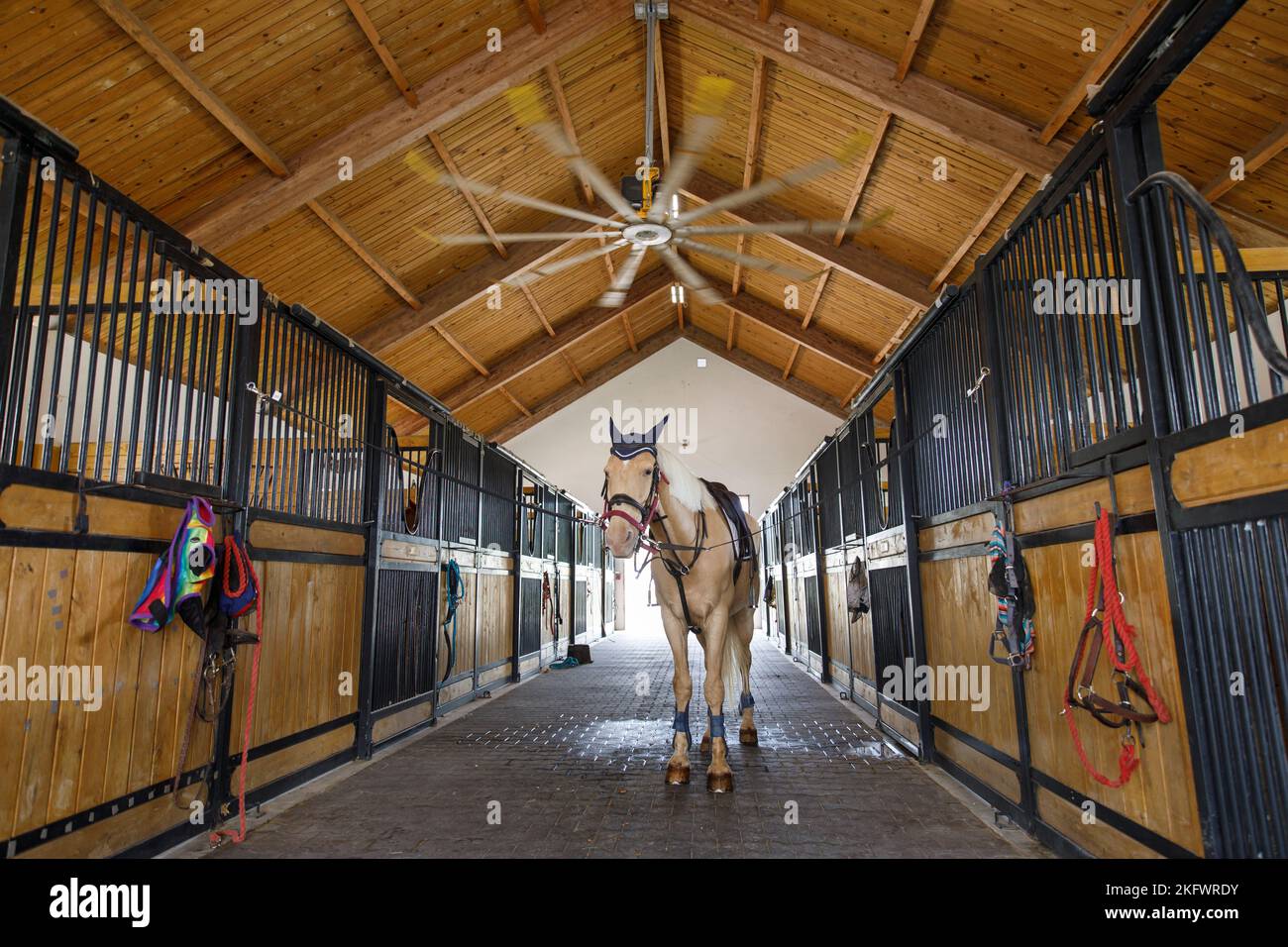 Horse Paddock Equestrian Ranch Stable. Cavalli nella loro stalla Foto Stock