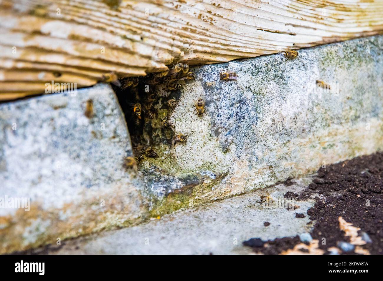 Le api selvagge che escono nido all'interno della casa costruire in muro all'aperto Foto Stock