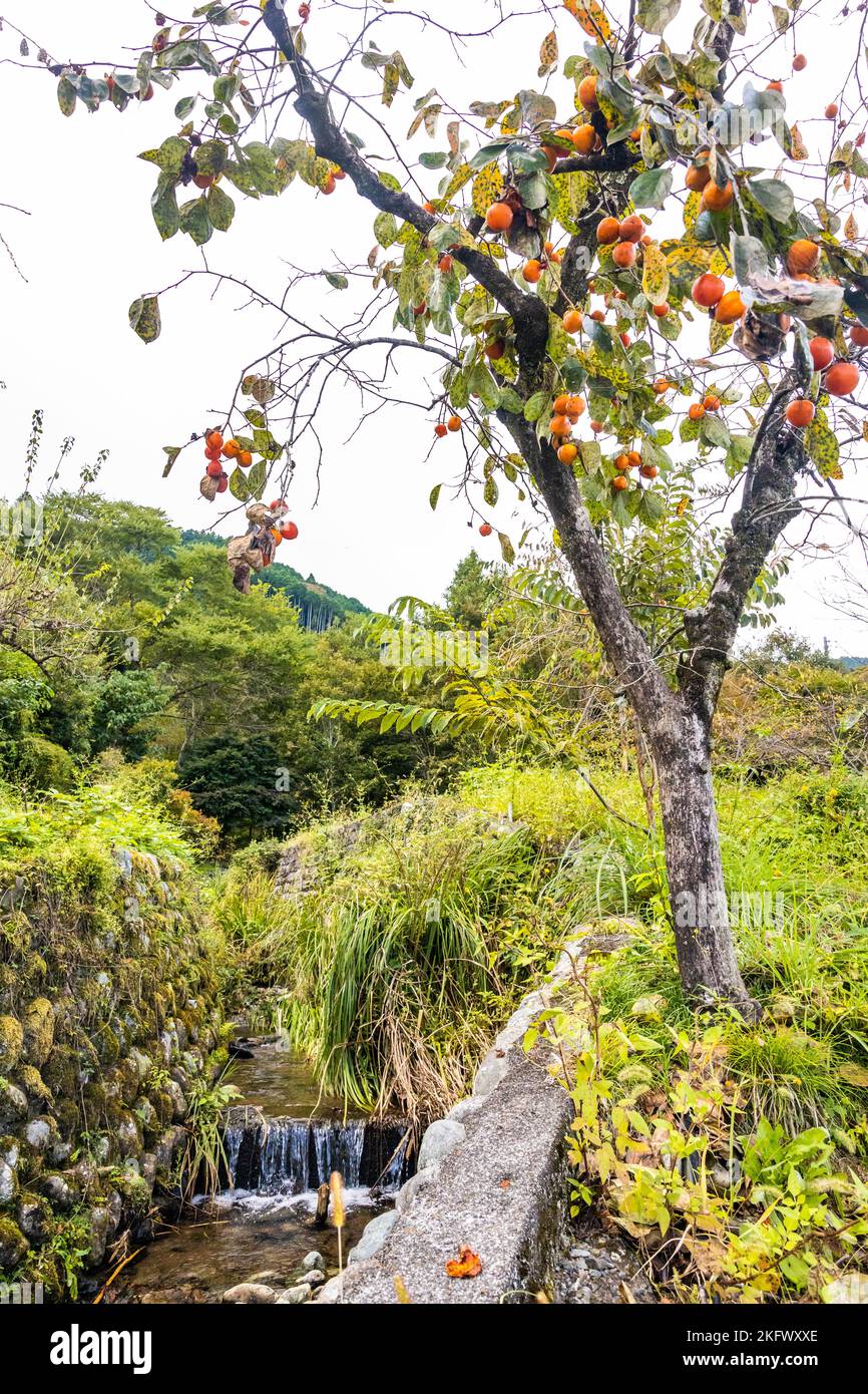 Succosa persimmons di arancia coltivati sull'albero in autunno pronto per il raccolto Foto Stock