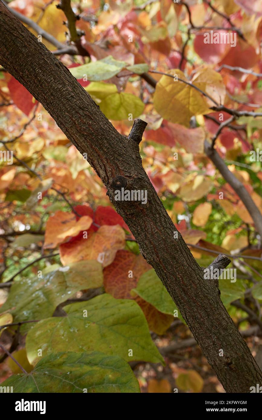 Cercis canadensis fogliame colorato Foto Stock