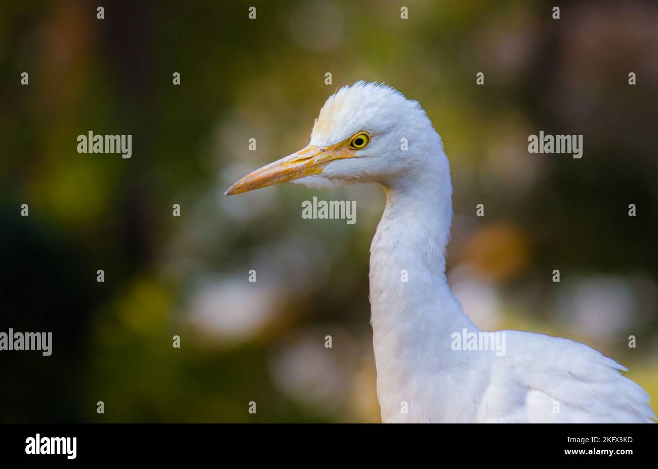 Bubulcus ibis o Heron o comunemente noto come l'Egret bovino nel suo ambiente naturale in un bel fondo verde chiaro e morbido Foto Stock