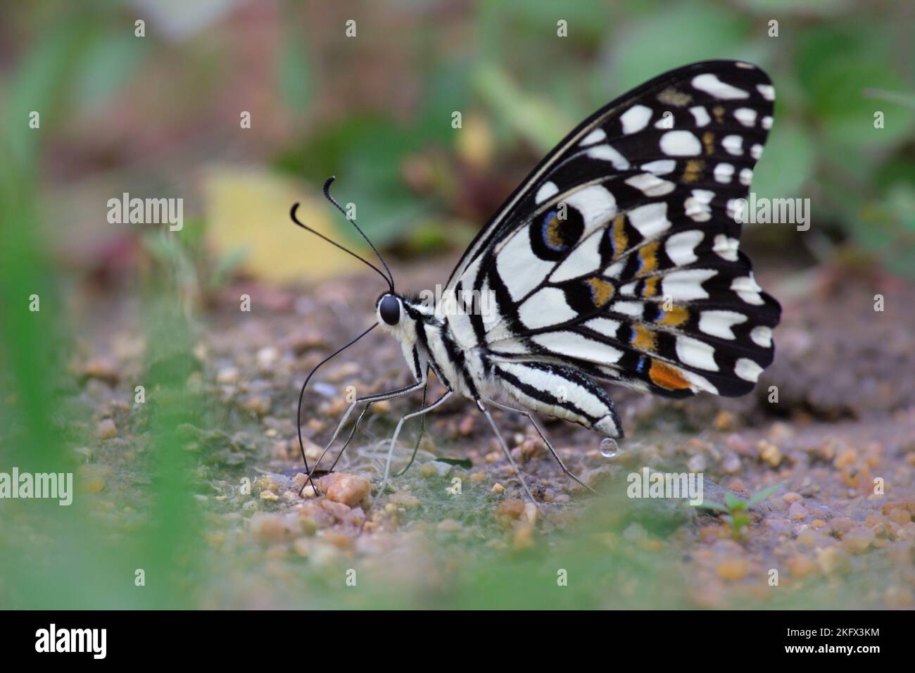Farfalla Papilio o la farfalla di Lime comune o coda di rondine a scacchi che riposa sulle piante di fiori durante la primavera Foto Stock