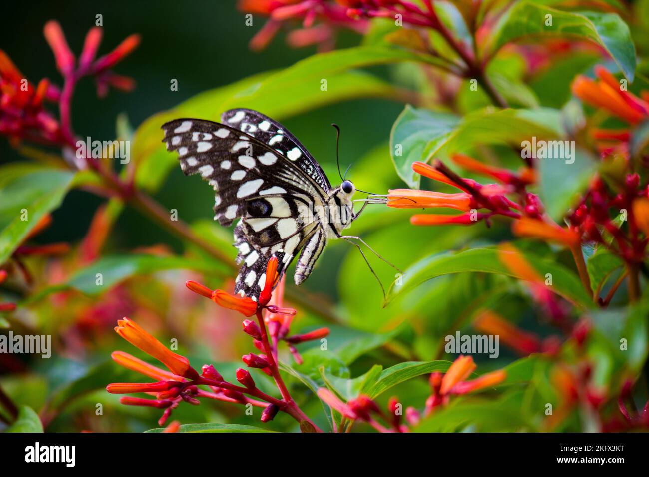 Farfalla Papilio o la farfalla di Lime comune o coda di rondine a scacchi che riposa sulle piante di fiori durante la primavera Foto Stock