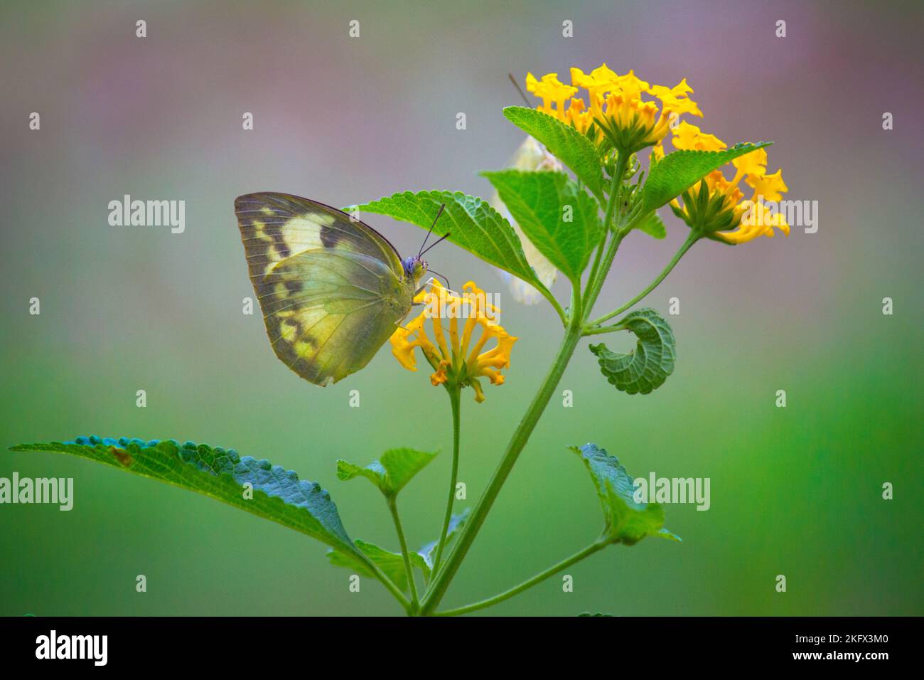 Farfalla d'erba gialla che riposa sulle piante di fiore durante la primavera nel giardino Foto Stock