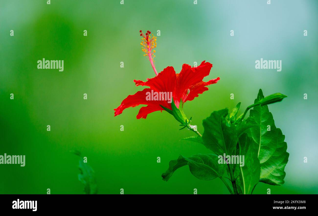 Hibiscus fiore nella famiglia Malvaceae mallow. Hibiscus rosa-sinensis, conosciuto come il fiore della scarpa in piena fioritura durante la stagione primaverile in India. Foto Stock