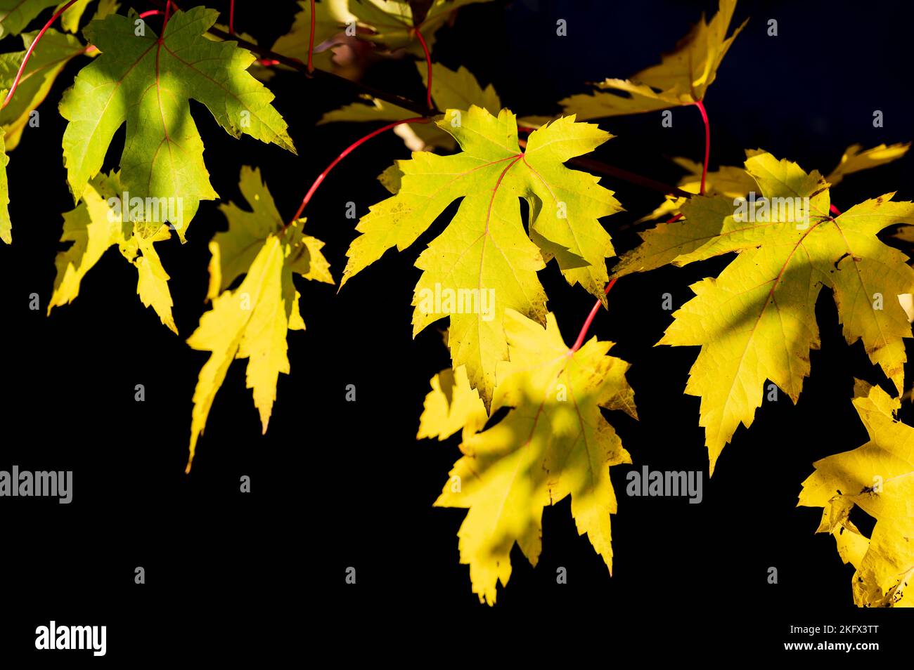 Lo zucchero giallo acero foglie in ambiente naturale isolato su uno sfondo nero Foto Stock