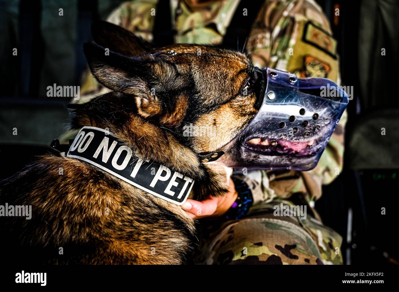 Un cane militare di lavoro assegnato allo Squadrone delle forze di sicurezza 87th si prepara a volare su un CH-53E assegnato al Gruppo di aerei marini 49 presso la base congiunta McGuire-Dix-Lakehurst, N.J. il 16 ottobre 2022. I difensori della sezione 87th SFS K-9 hanno partecipato ad un allenamento congiunto con Marines per familiarizzare con i cani da lavoro militari con il trasporto in elicottero. Questo set di competenze è stato sviluppato per scopi di qualificazione del rilevamento di bombe in ambienti dispiegati, dove determinati terreni possono essere accessibili solo tramite trasporto aereo. Foto Stock