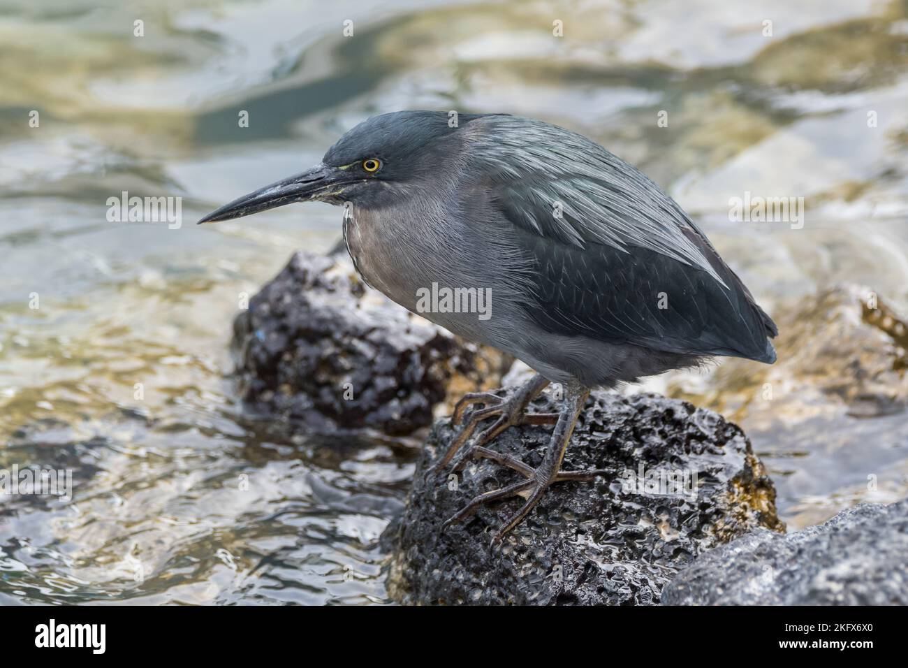 Heron di lava, Butorides sundevalli, isola di Santa Cruz, isole Galapagos Foto Stock