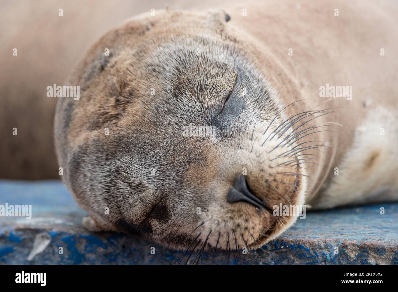 Galapagos leone di mare, Zalophus wollebaeki, dormire, isola di Santa Cruz, isole Galapagos Foto Stock